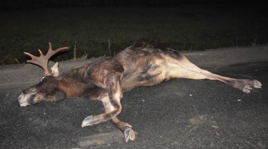 Kiezmark. Zderzenie osobówki z łosiem na siódemce – 3.01 (2)