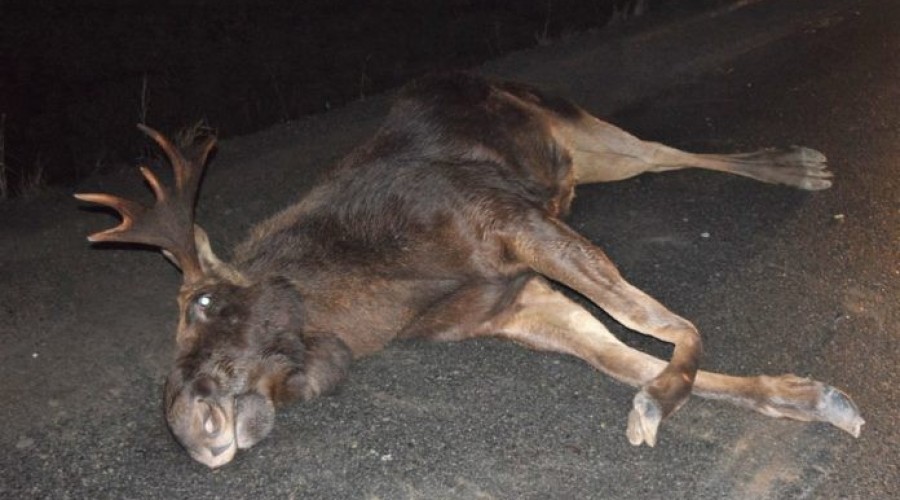 Kiezmark. Zderzenie osobówki z łosiem na siódemce – 3.01 (3)