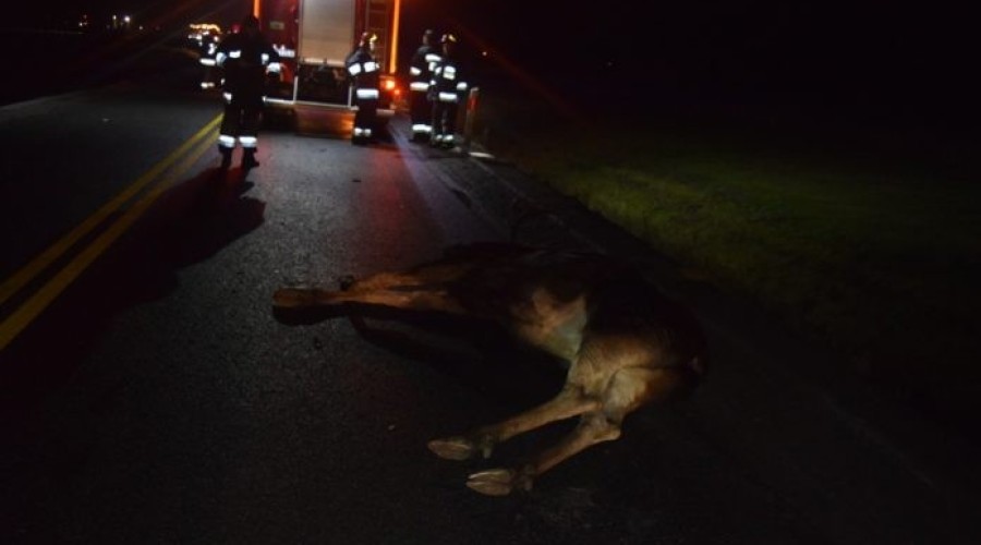 Kiezmark. Zderzenie osobówki z łosiem na siódemce – 3.01 (6)