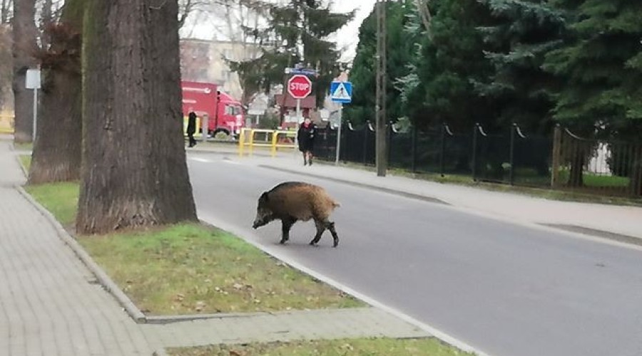 nowy dwór gd dzik w mieście (2)