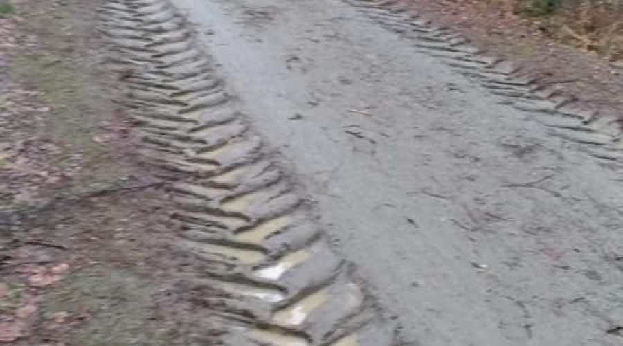 ścieżka wyciete drzewa (4)