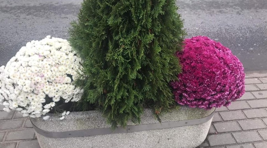 stegna nowe kwiaty (1)