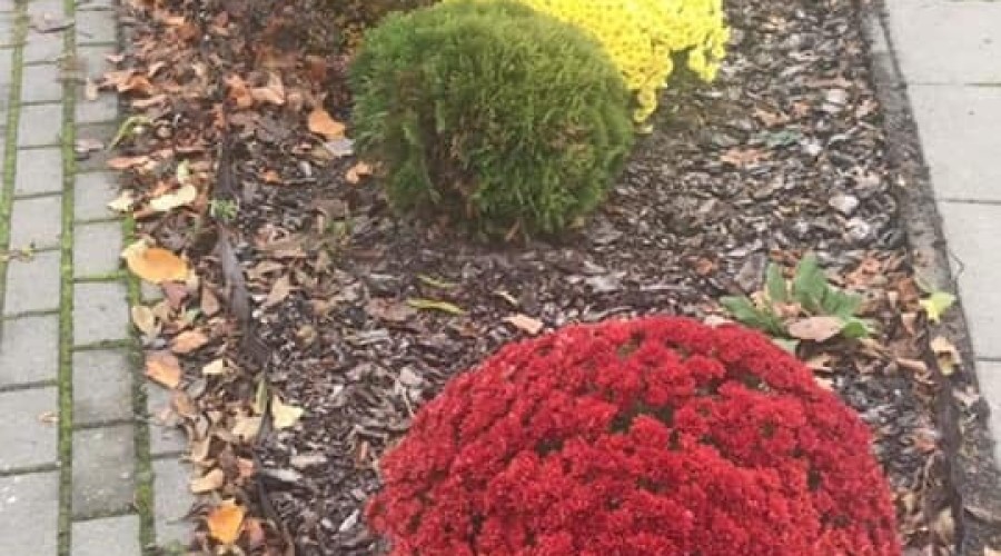 stegna nowe kwiaty (3)