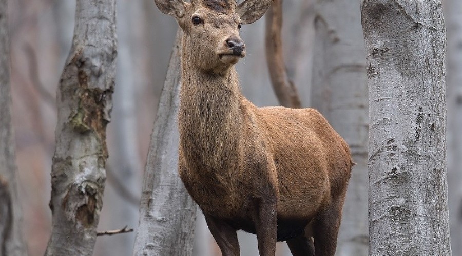 JELEN(Cervus elaphus)_C.Korkosz