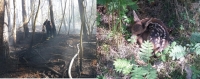 Na Mierzei Wiślanej wybuchły dwa pożary lasu.