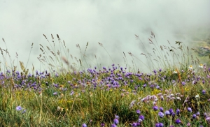Gmina Sztutowo: W trosce o środowisko. Informacja dla mieszkańców