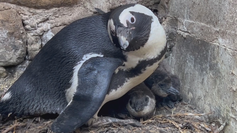 W Gdańskim Ogrodzie Zoologicznym przyszło na świat 16 pingwinów przylądkowych