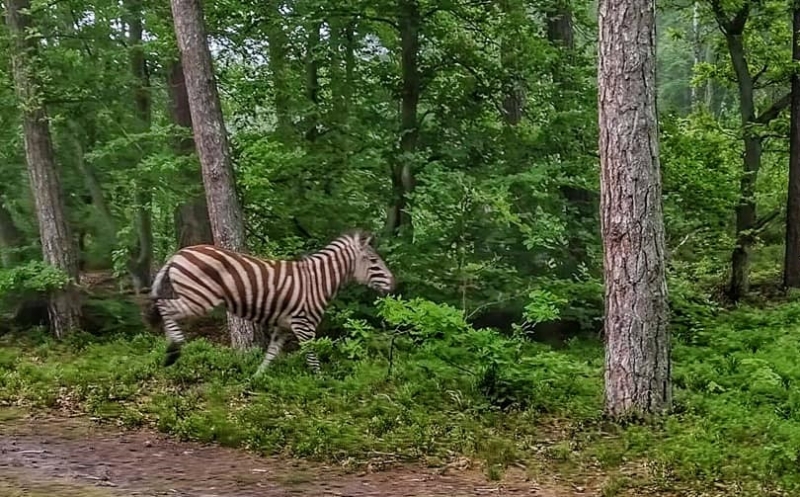 Jantar. Zebra w lesie. Uciekła z mini zoo.