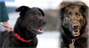 Nowodworskie Stowarzyszenie Pomocy Zwierzętom "Iskierka" szuka domu dla 7-letniej Celinki.