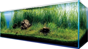 Podwodny Raj - Radości i Wyjątki Posiadania Akwarium