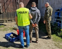 Nowy Dwór Gdański. Kłusownicy ryb z powiatu nowodworskiego zatrzymani. Jeden z nich uciekał przed policją wpław rzeką.