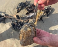 Zdechłe, spętane kormorany wyrzucone na plażę w Krynicy Morskiej. Ktoś zrobił im krzywdę.