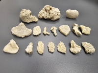 Funkcjonariusze pomorskiej KAS z Oddziału Celnego Port Lotniczy Gdańsk-Rębiechowo przechwycili okazy CITES.