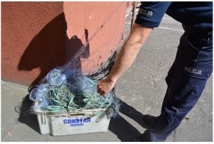 Nowy Dwór Gd. Zatrzymano kłusowników po weryfikacji Krajowej Mapy Zagrożeń - 14.06.2017