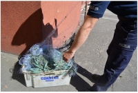 Nowy Dwór Gd. Zatrzymano kłusowników po weryfikacji Krajowej Mapy Zagrożeń - 14.06.2017