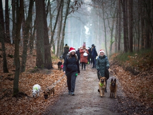 Mikołajkowe psiechadzki. Pieski ze Stowarzyszenia "Iskierka" były na spacerze w lesie i plaży